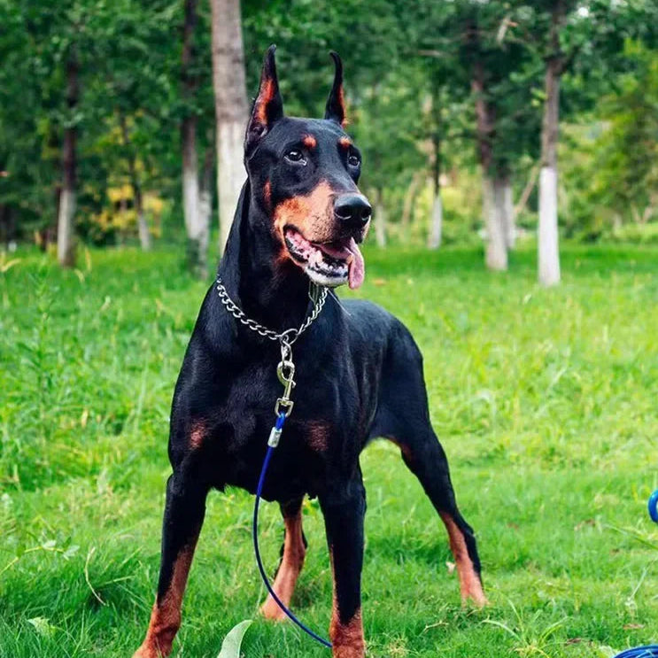 Stainless Steel Snake Chain Dog Collar - Adjustable Training Collar - PetAura
